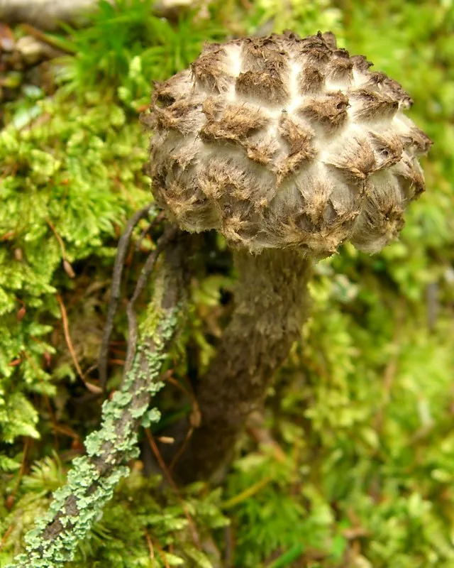 Strobilomyces longistipitatus (Strobilomyces longistipitatus) — photo mycologique