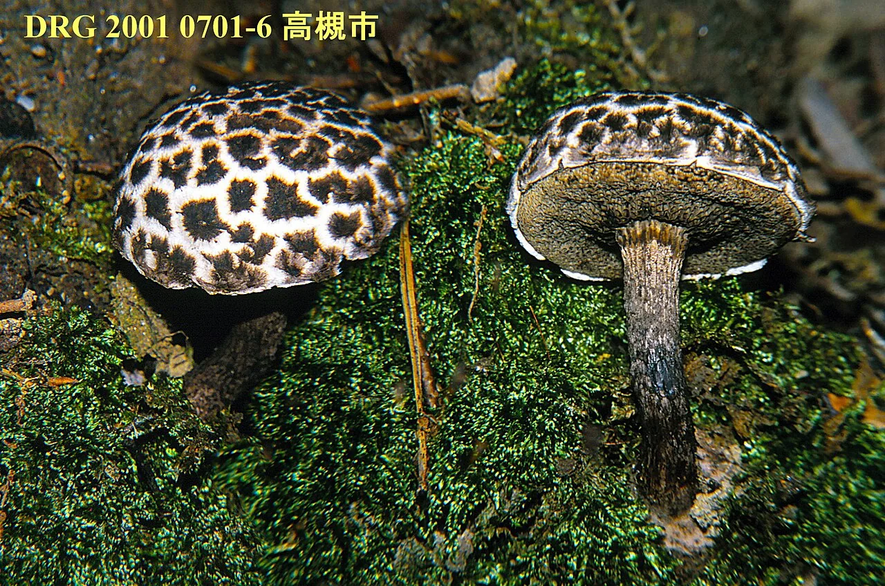 Strobilomyces seminudus (Strobilomyces seminudus) — photo mycologique