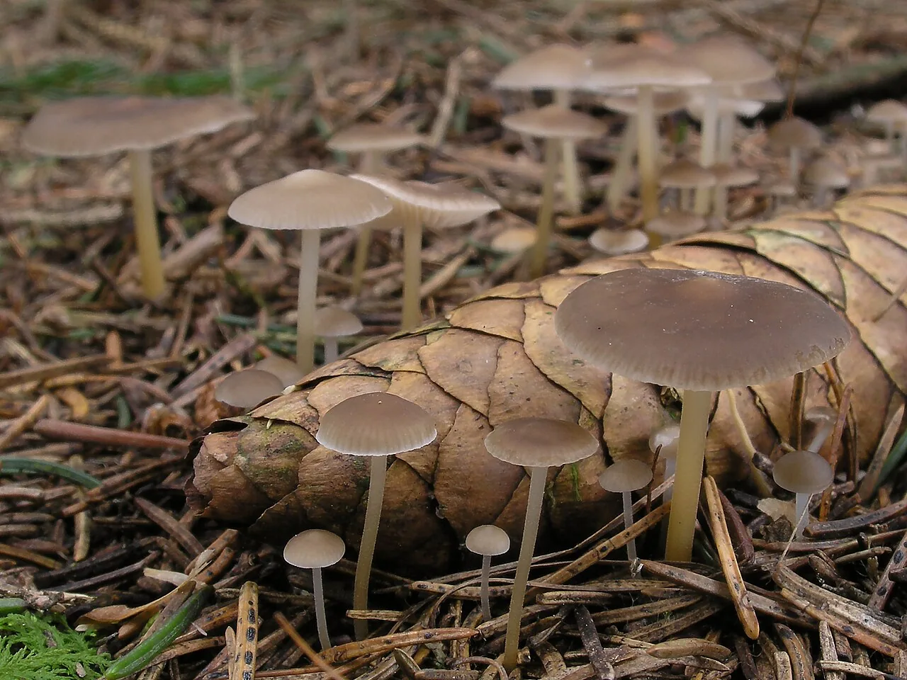Strobilurus esculentus (Strobilurus esculentus) — photo mycologique