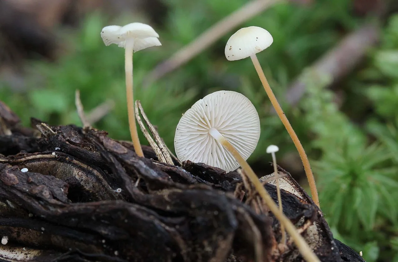 Strobilurus lignatilis (Strobilurus lignatilis) — photo mycologique