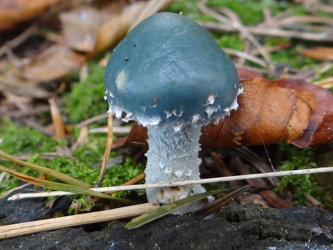 Stropharia caerulea (Stropharia caerulea) — photo mycologique