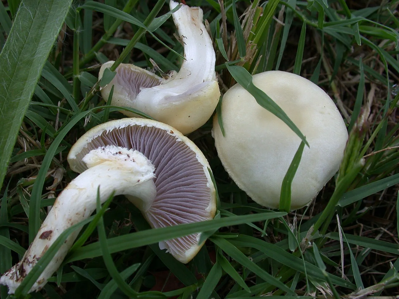 Stropharia melanosperma (Stropharia melanosperma) — photo mycologique