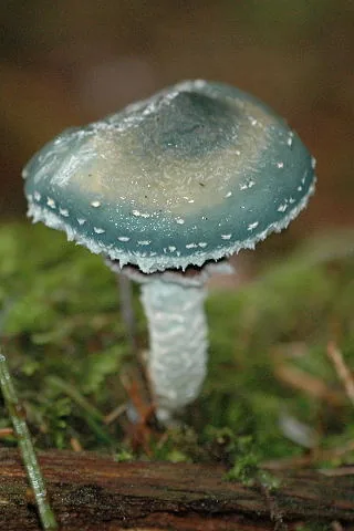 Stropharia subsquamulosa (Stropharia subsquamulosa) — photo mycologique