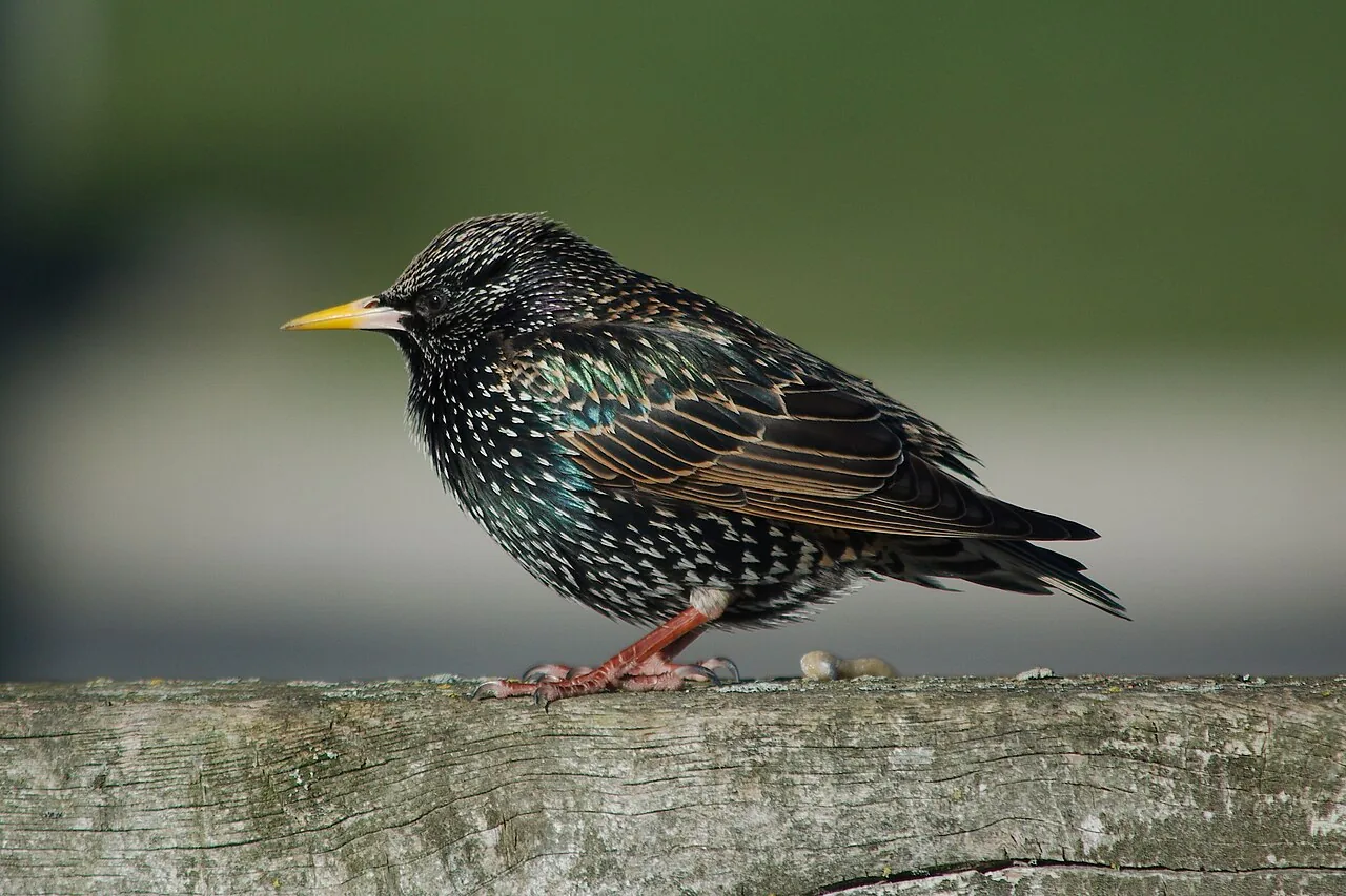 Étourneau sansonnet (Sturnus vulgaris) — photo vertébré