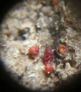 Stylonectria norvegica (Stylonectria norvegica) — photo mycologique