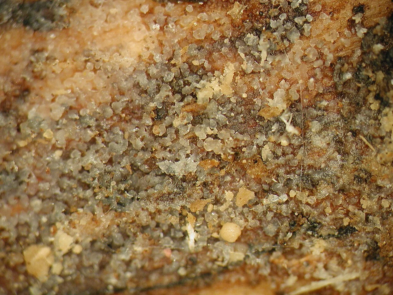 Stypella subgelatinosa (Stypella subgelatinosa) — photo mycologique