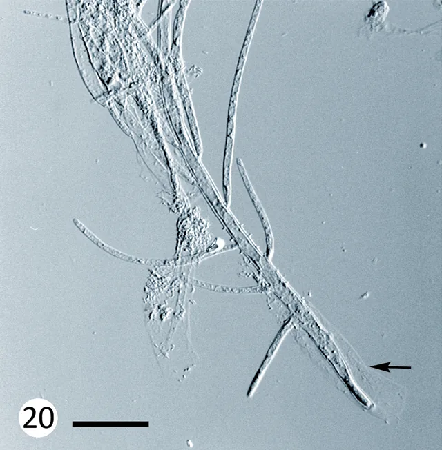 Stypomyces vigilans (Stypomyces vigilans) — photo mycologique
