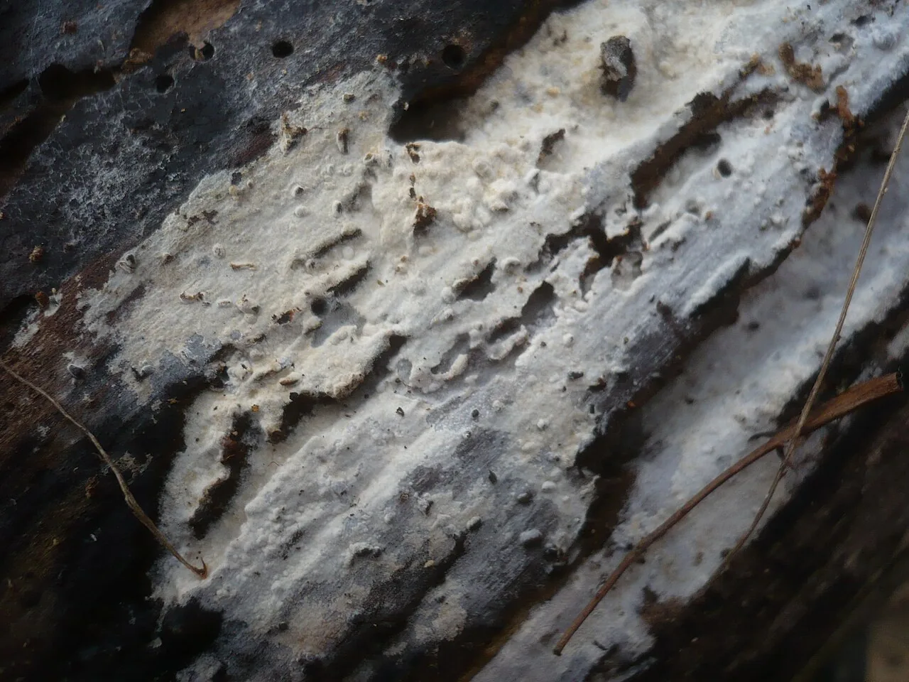 Subulicystidium robustius (Subulicystidium robustius) — photo mycologique