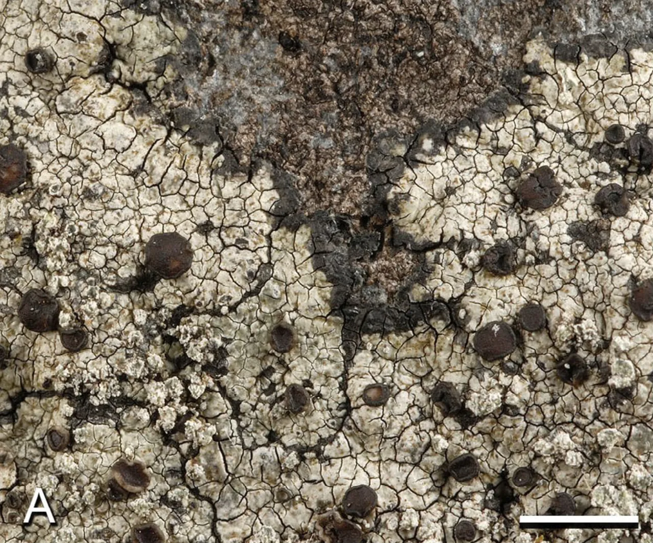 Sucioplaca diplacia (Sucioplaca diplacia) — photo mycologique