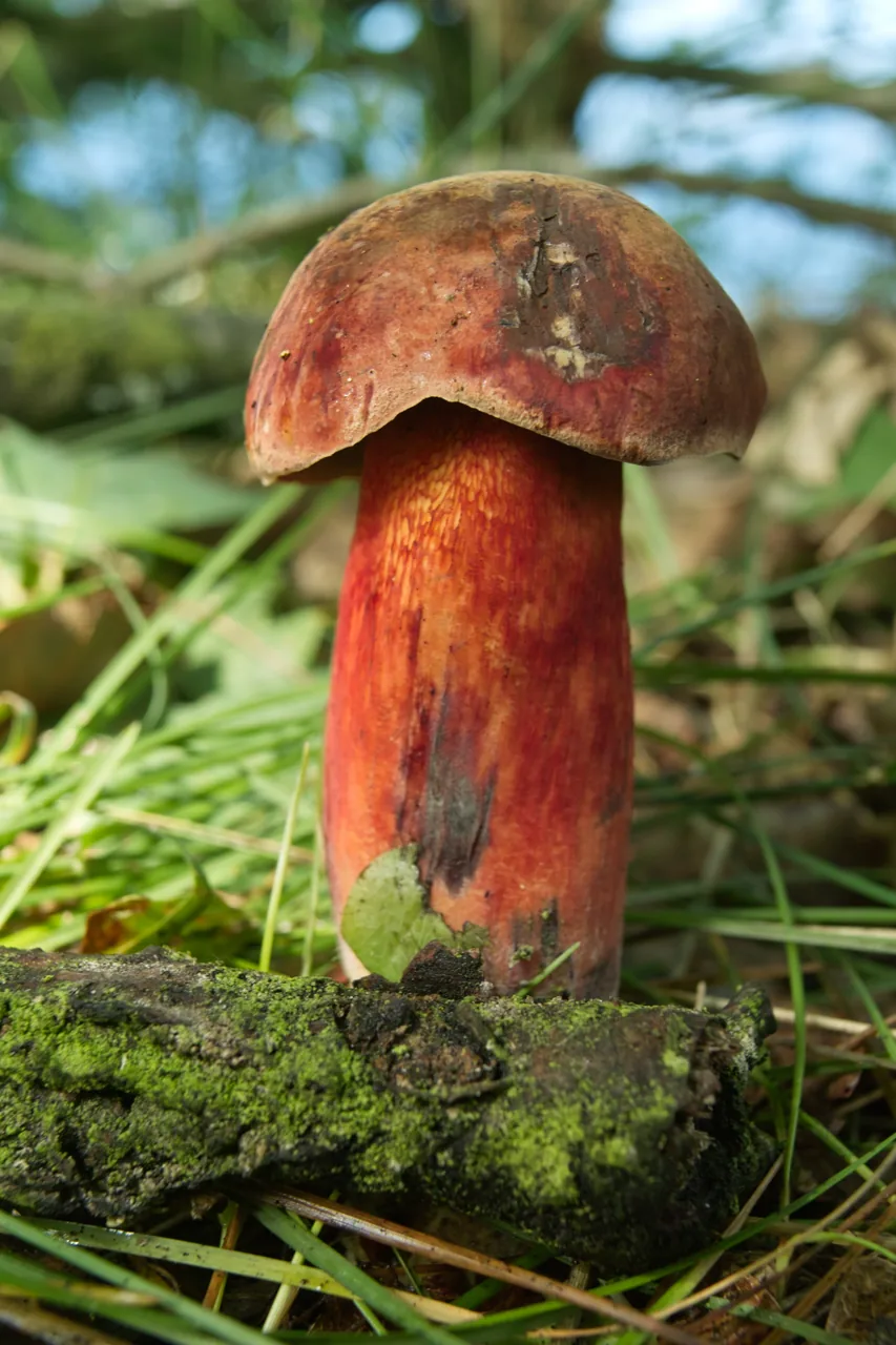 Suillellus caucasicus (Suillellus caucasicus) — photo mycologique