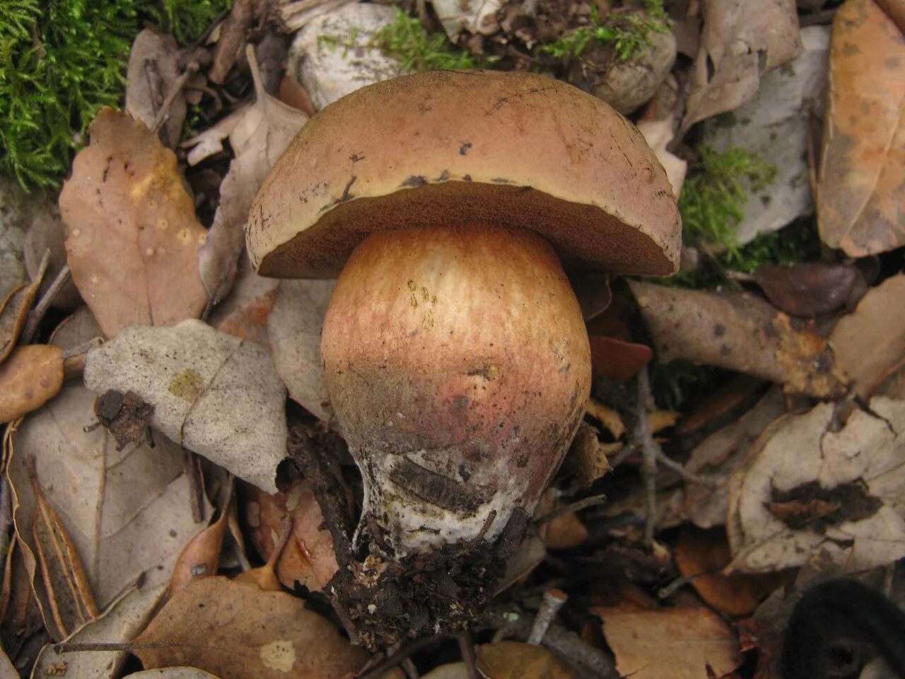 Suillellus comptus (Suillellus comptus) — photo mycologique