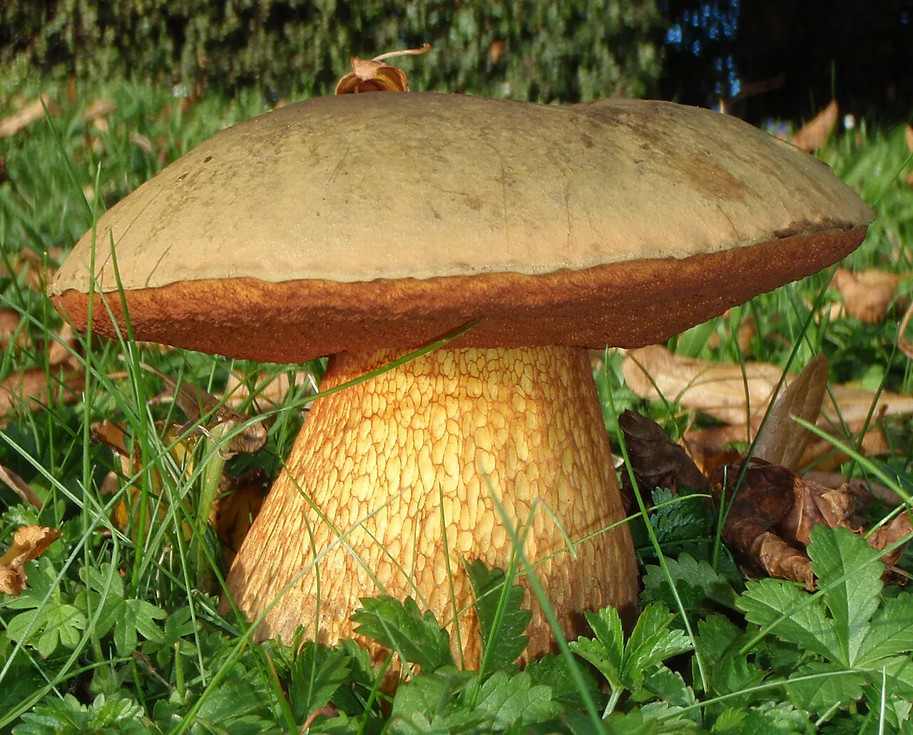 Suillellus gabretae (Suillellus gabretae) — photo mycologique
