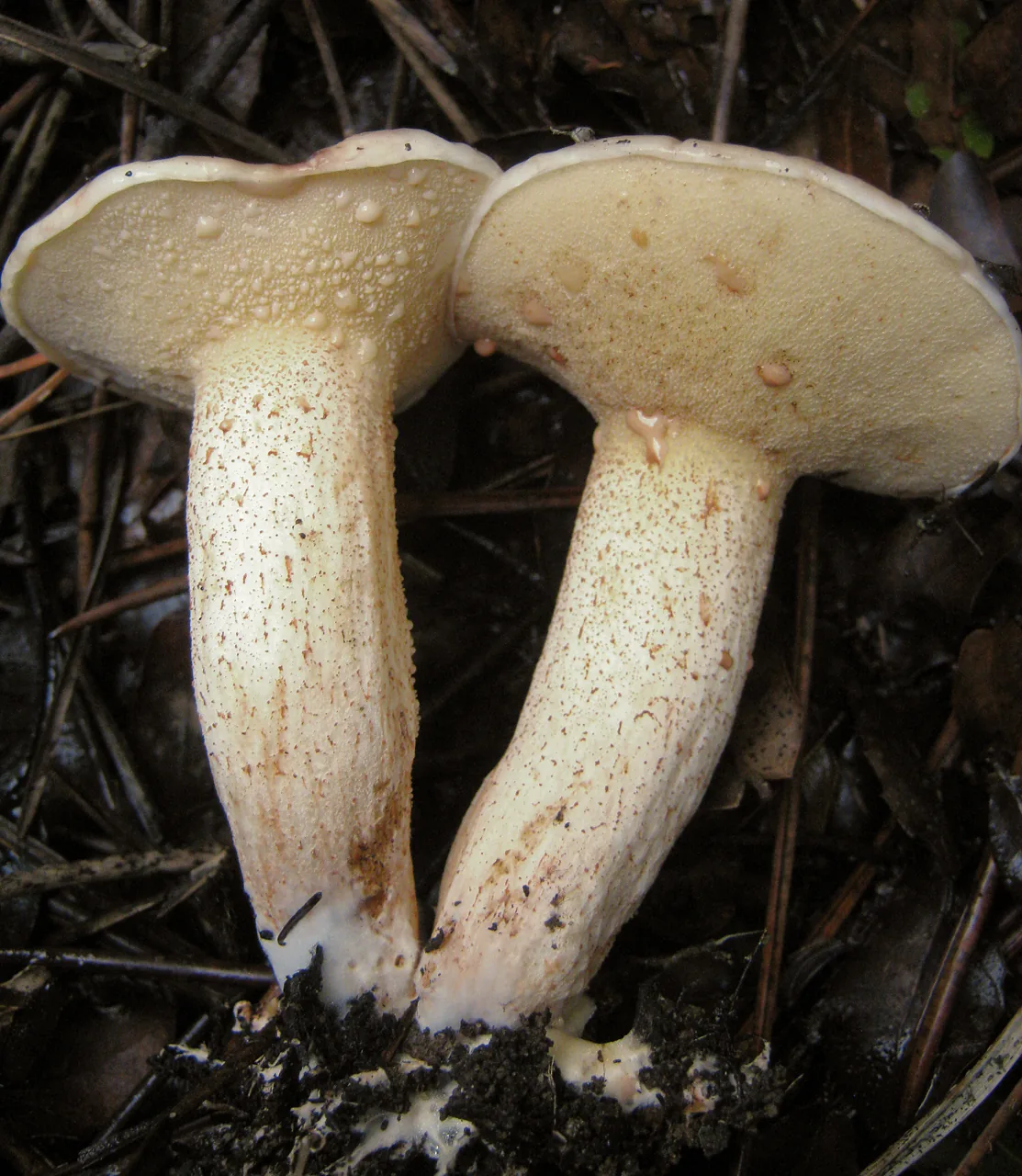 Suillus bellini (Suillus bellini) — photo mycologique