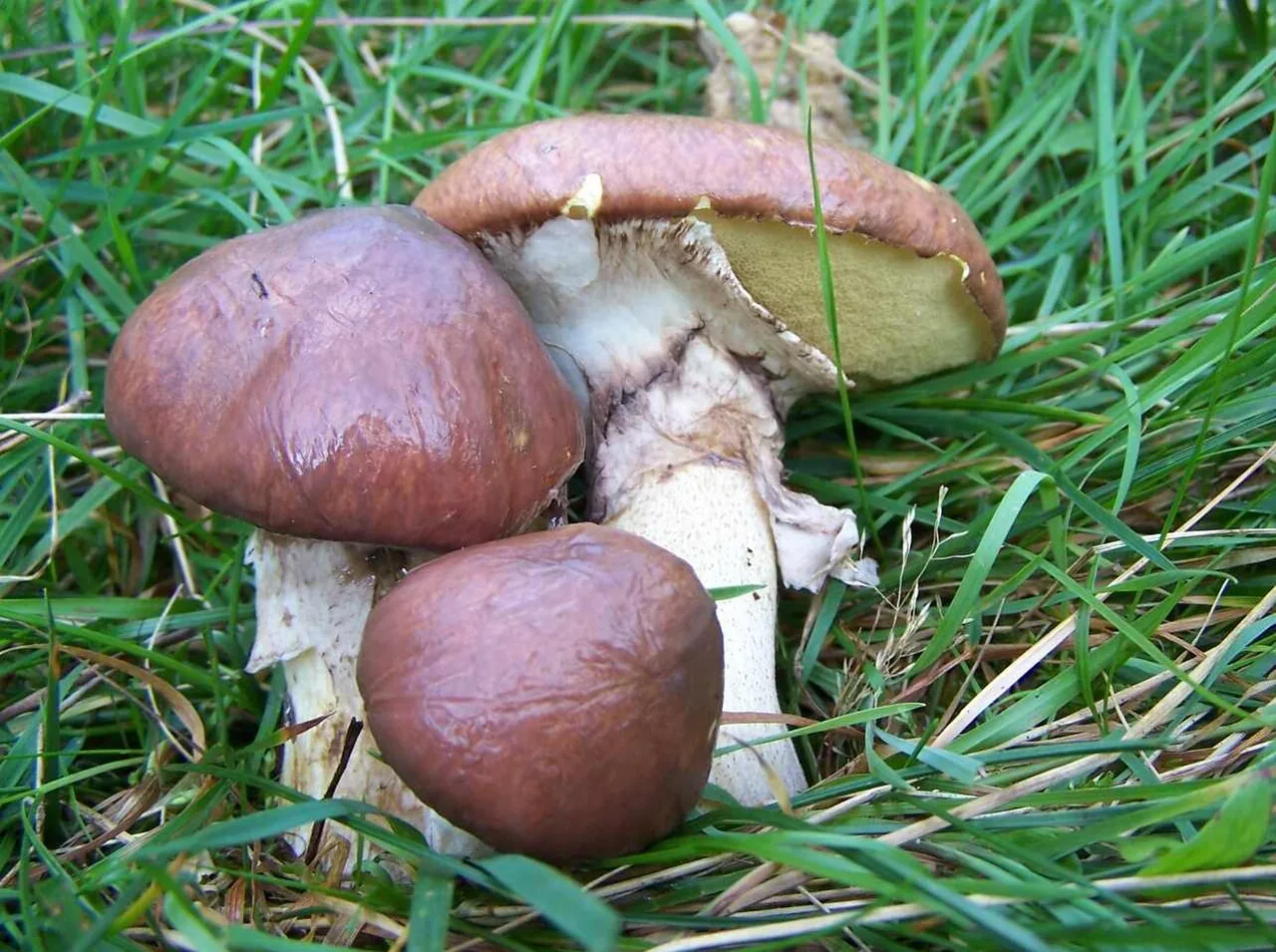 Suillus bovinoides (Suillus bovinoides) — photo mycologique