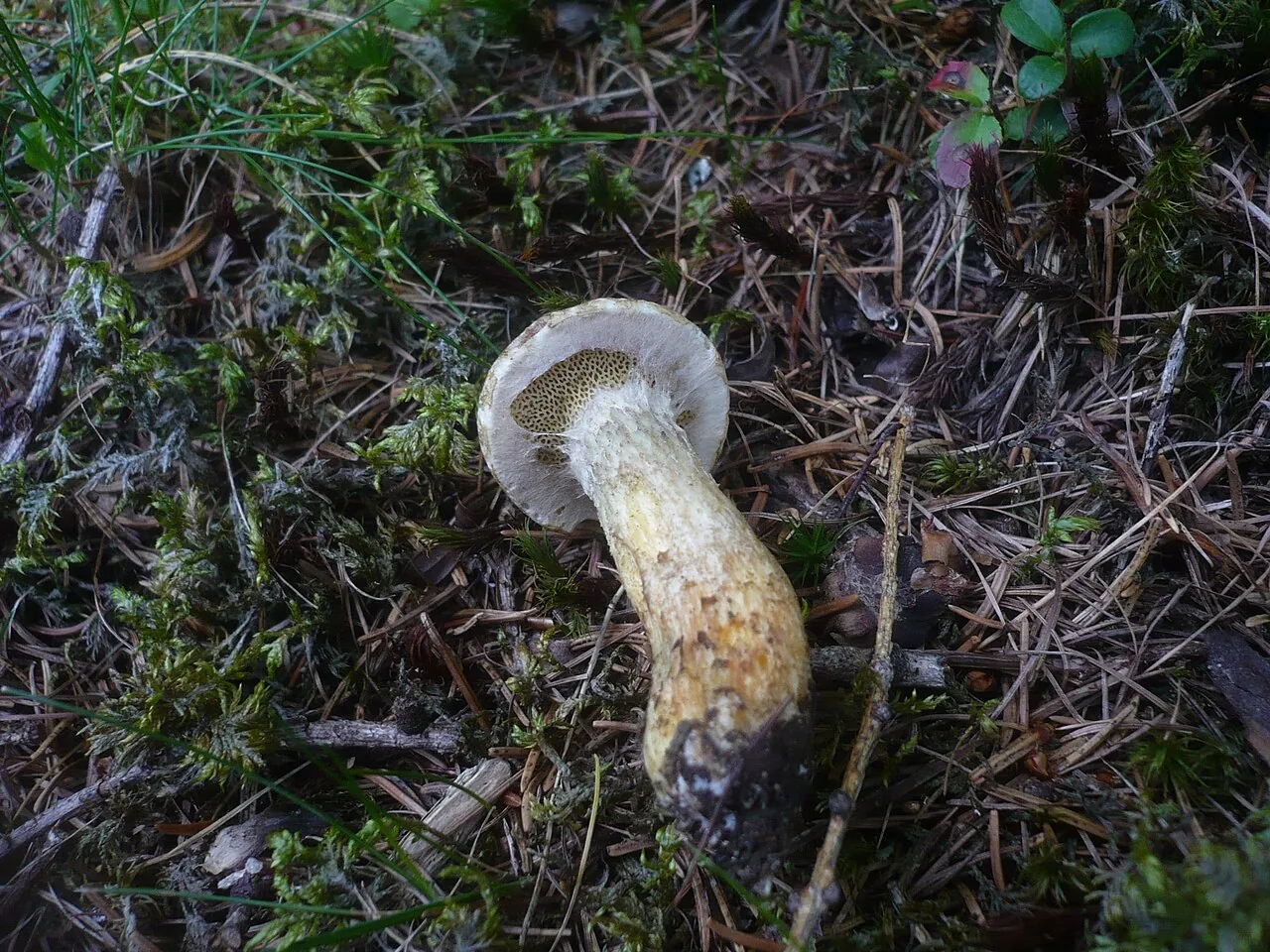 Suillus bresadolae (Suillus bresadolae) — photo mycologique