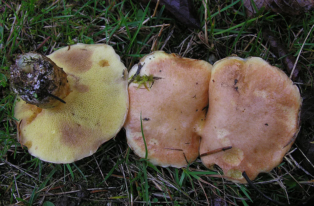 Suillus caerulescens (Suillus caerulescens) — photo mycologique