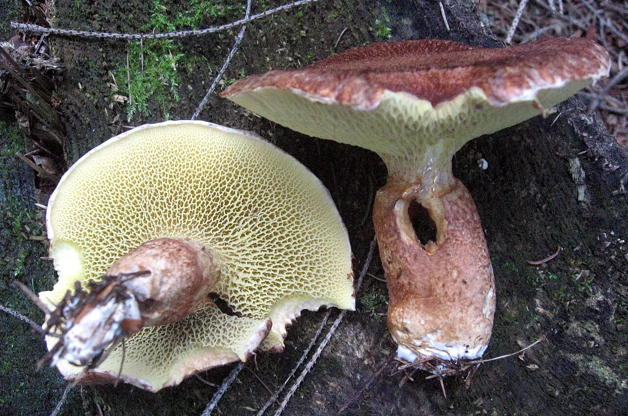 Suillus cavipes (Suillus cavipes) — photo mycologique