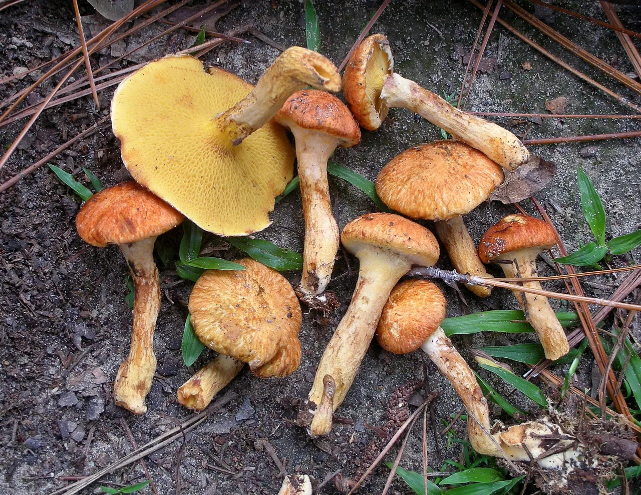 Suillus decipiens (Suillus decipiens) — photo mycologique