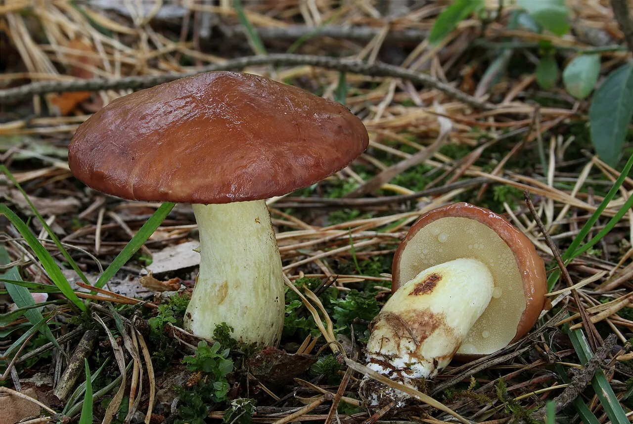 Suillus granulatus (Suillus granulatus) — photo mycologique
