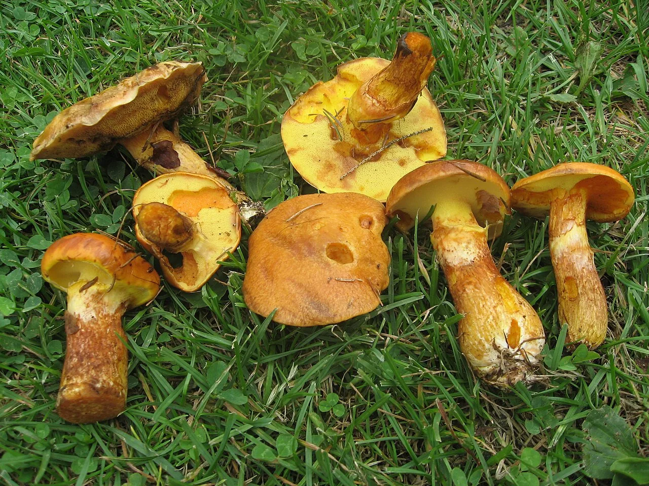 Suillus grevillei (Suillus grevillei) — photo mycologique
