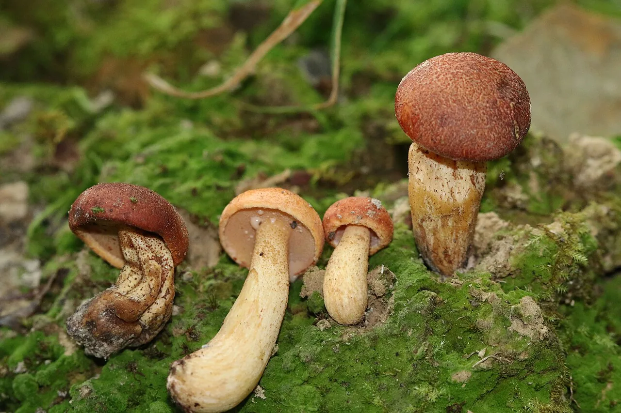 Suillus hirtellus (Suillus hirtellus) — photo mycologique