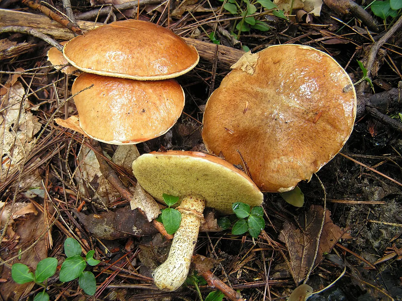 Suillus intermedius (Suillus intermedius) — photo mycologique