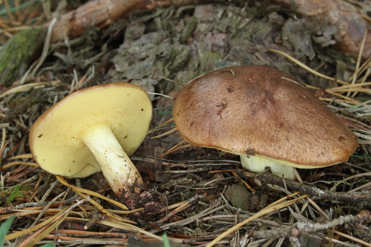 Suillus lariciphilus (Suillus lariciphilus) — photo mycologique