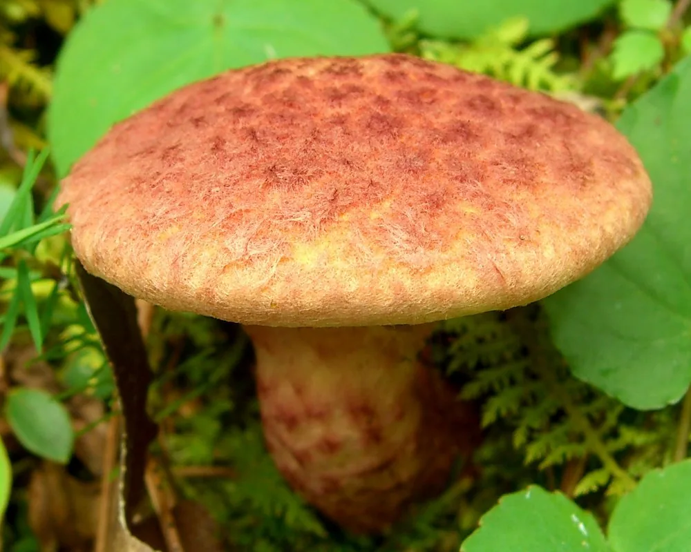 Suillus pictus (Suillus pictus) — photo mycologique