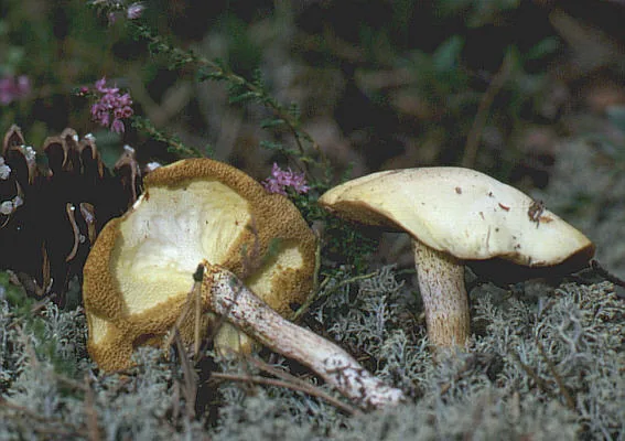 Suillus placidus (Suillus placidus) — photo mycologique