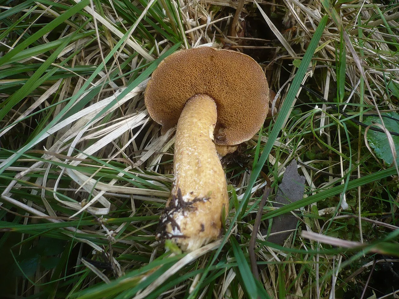 Suillus plorans (Suillus plorans) — photo mycologique