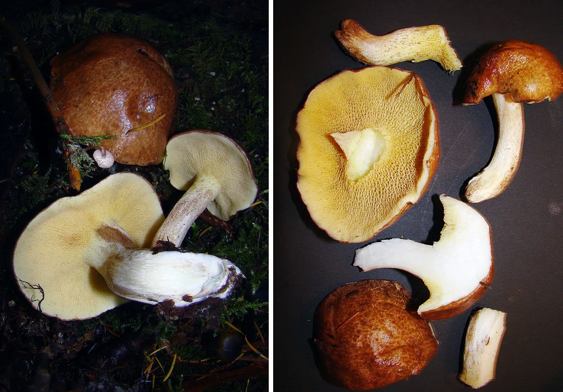 Suillus punctatipes (Suillus punctatipes) — photo mycologique