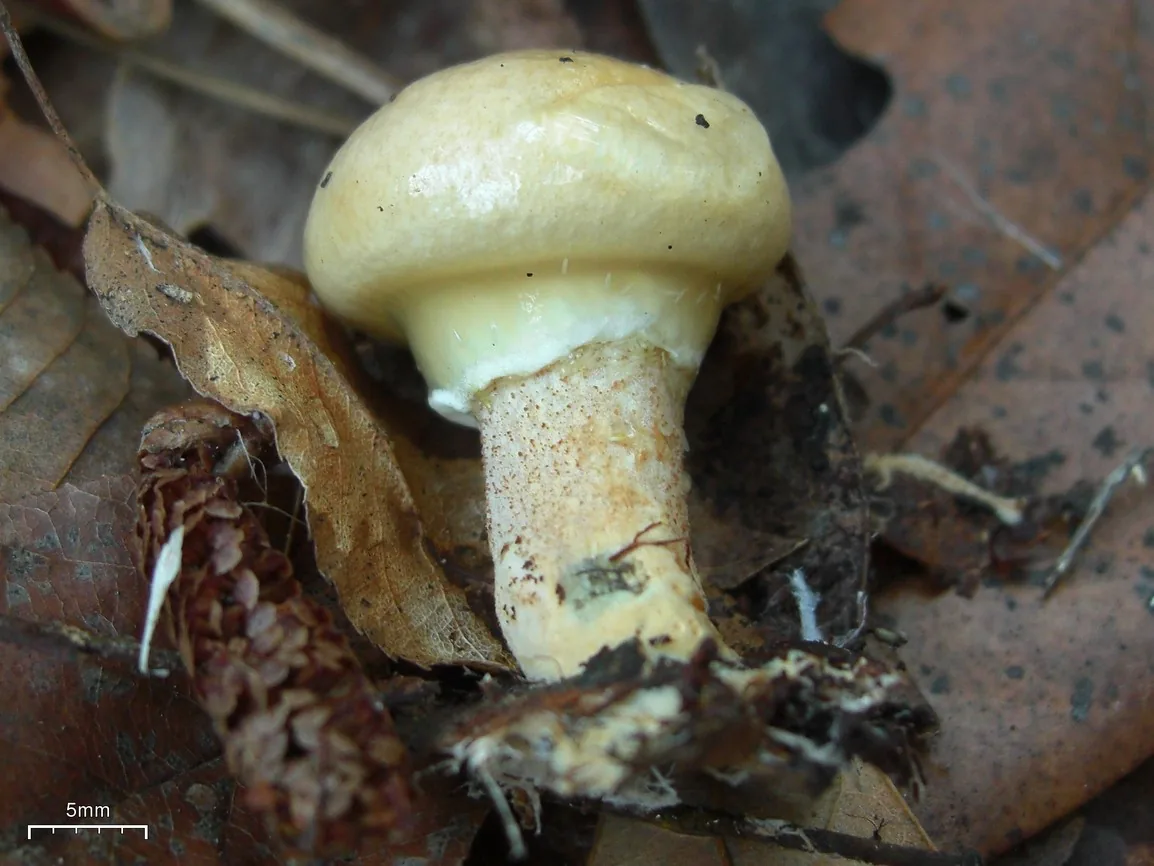 Suillus subolivaceus (Suillus subolivaceus) — photo mycologique