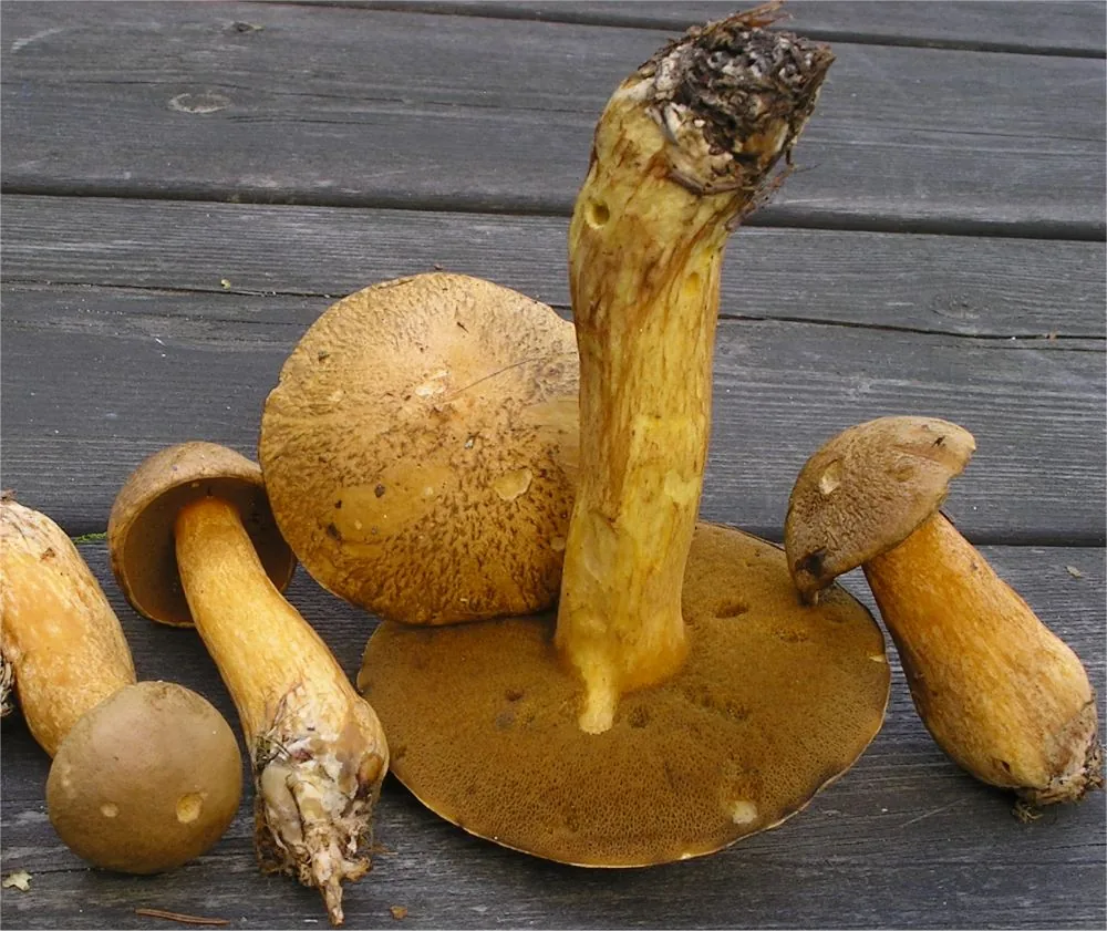 Suillus variegatus (Suillus variegatus) — photo mycologique