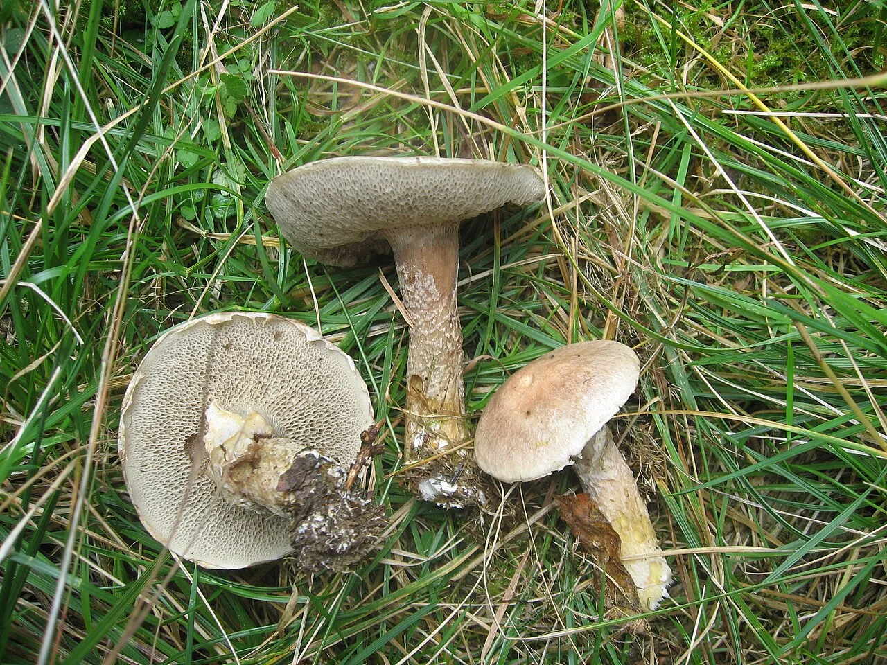 Suillus viscidus (Suillus viscidus) — photo mycologique