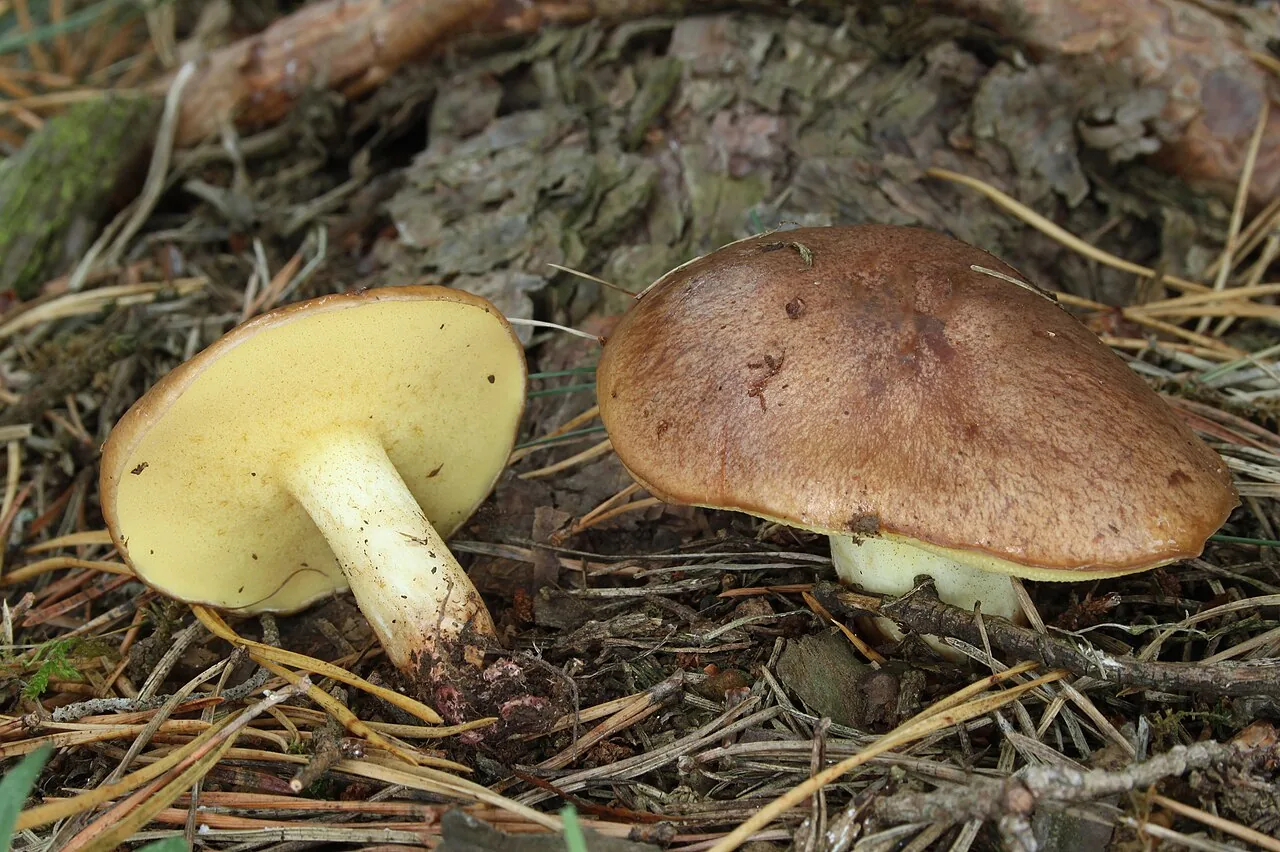 Suillus wasatchicus (Suillus wasatchicus) — photo mycologique