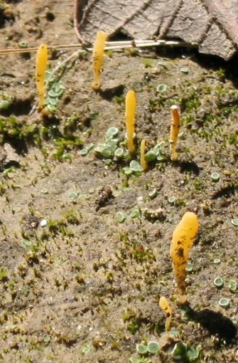 Sulzbacheromyces sinensis (Sulzbacheromyces sinensis) — photo mycologique