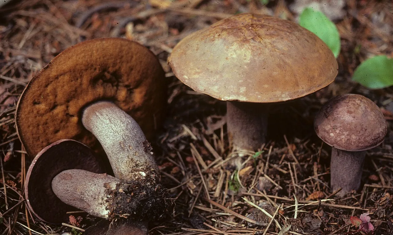 Sutorius magnificus (Sutorius magnificus) — photo mycologique