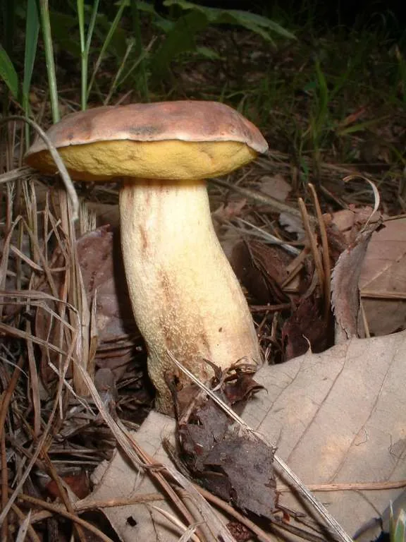 Sutorius venenatus (Sutorius venenatus) — photo mycologique