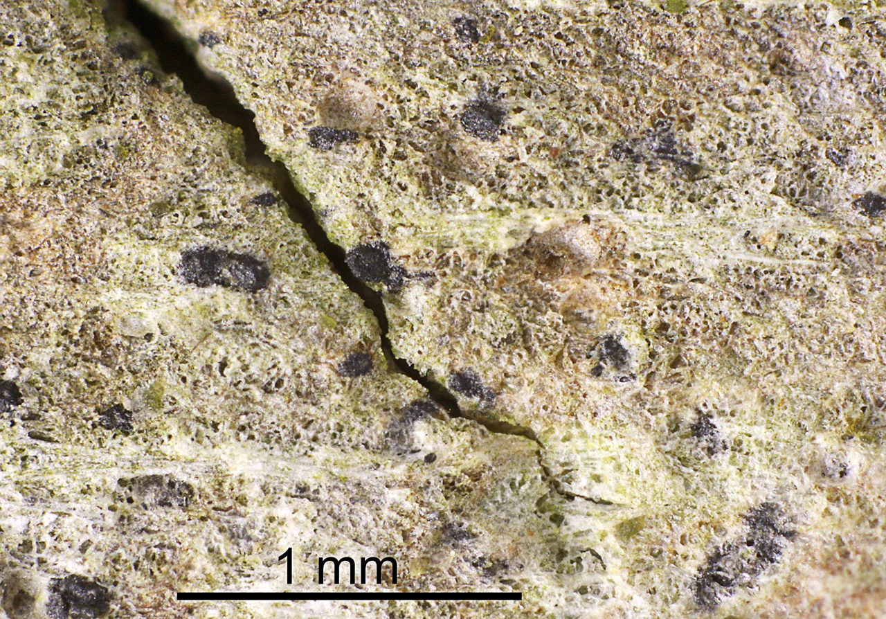 Swinscowia albicascens (Swinscowia albicascens) — photo mycologique