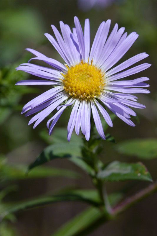 Aster d'automne (Symphyotrichum) — photo botanique