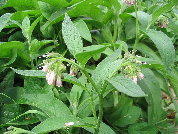 Consoude (Symphytum) — photo botanique