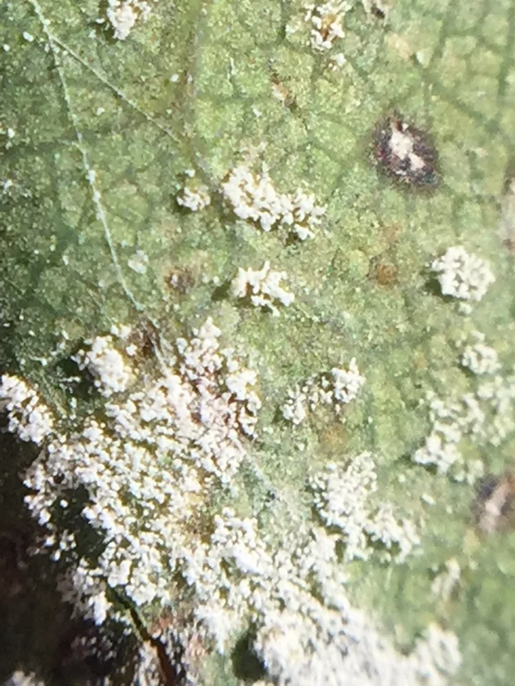 Sympodiomycopsis kandeliae (Sympodiomycopsis kandeliae) — photo mycologique