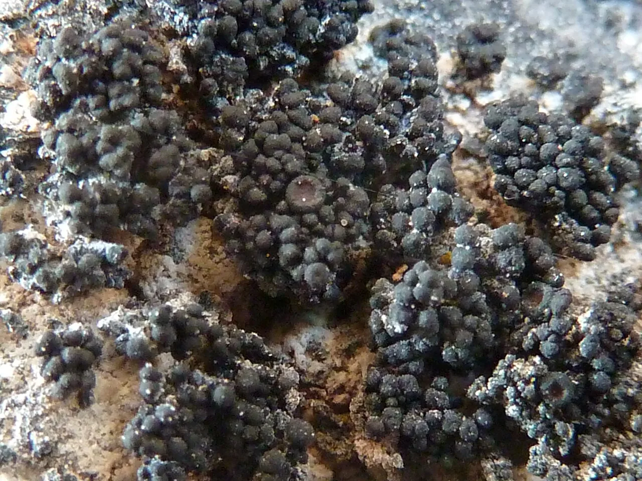 Synalissa mattogrossensis (Synalissa mattogrossensis) — photo mycologique