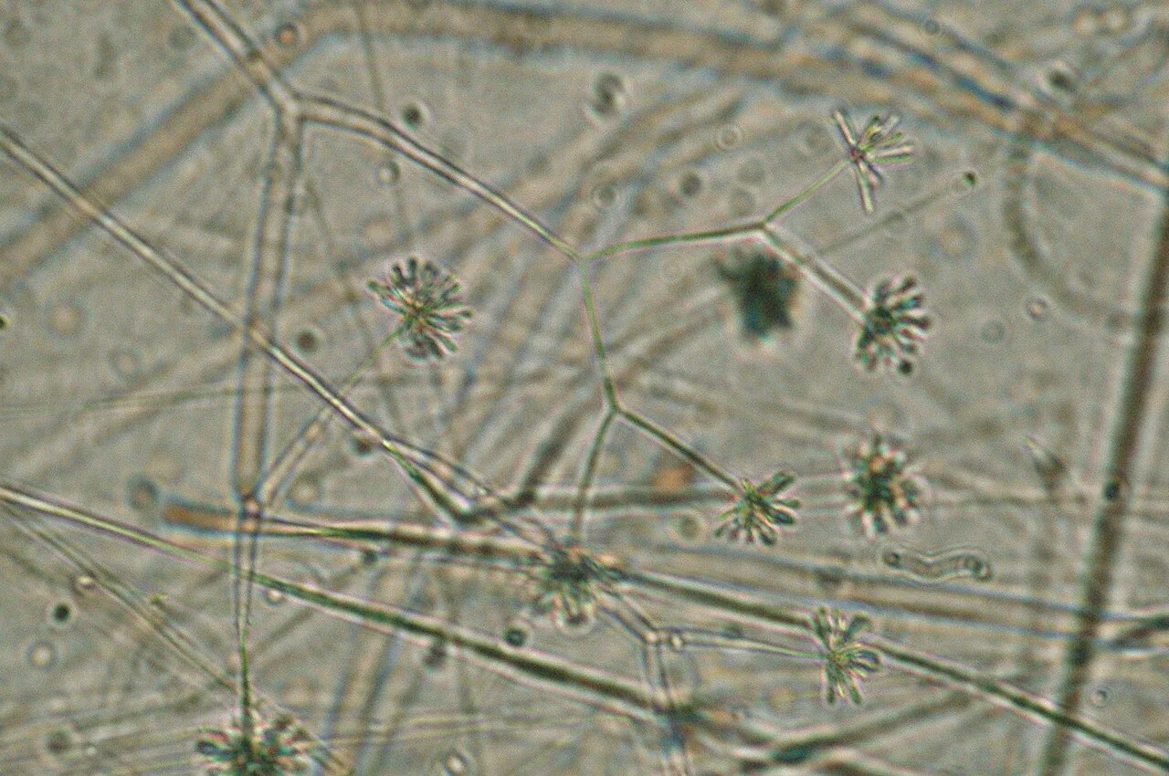 Syncephalis cornu (Syncephalis cornu) — photo mycologique