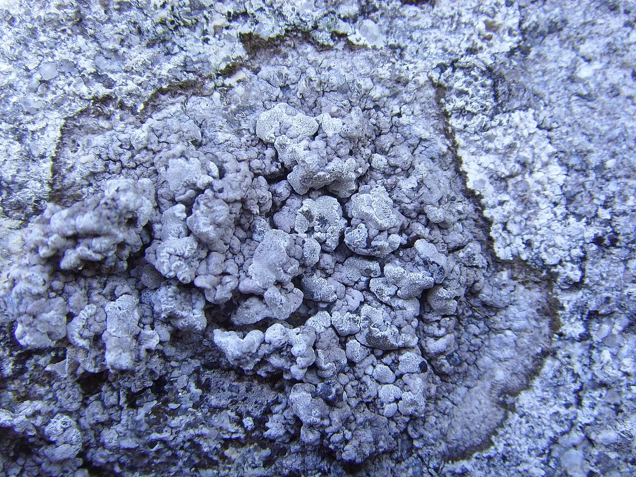 Syncesia graphica (Syncesia graphica) — photo mycologique