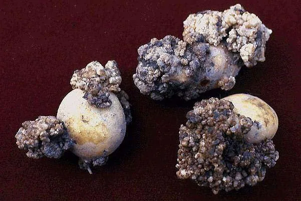 Synchytrium endobioticum (Synchytrium endobioticum) — photo mycologique