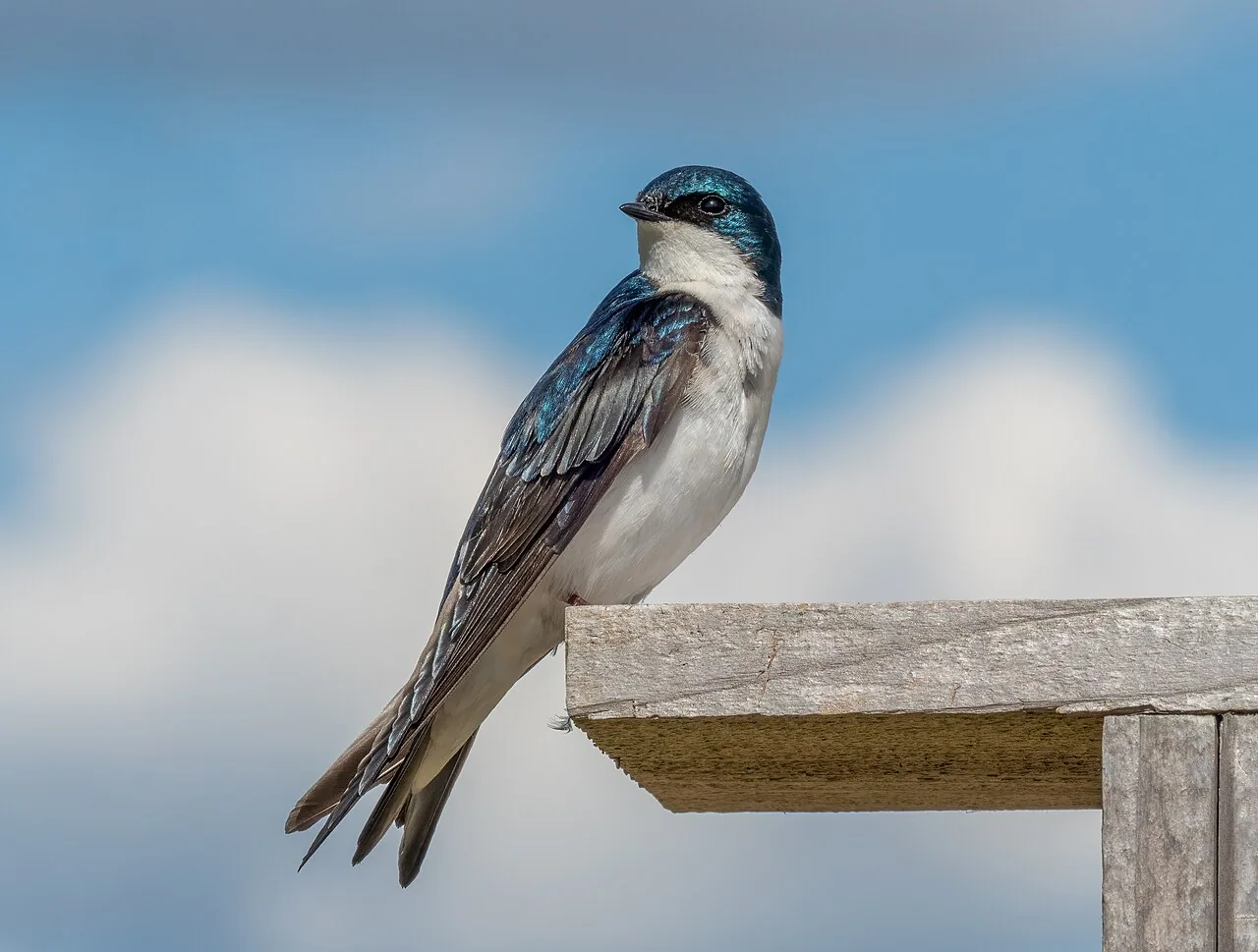 Hirondelle bicolore (Tachycineta bicolor) — photo vertébré