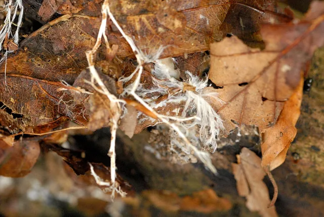 Taeniospora gracilis (Taeniospora gracilis) — photo mycologique
