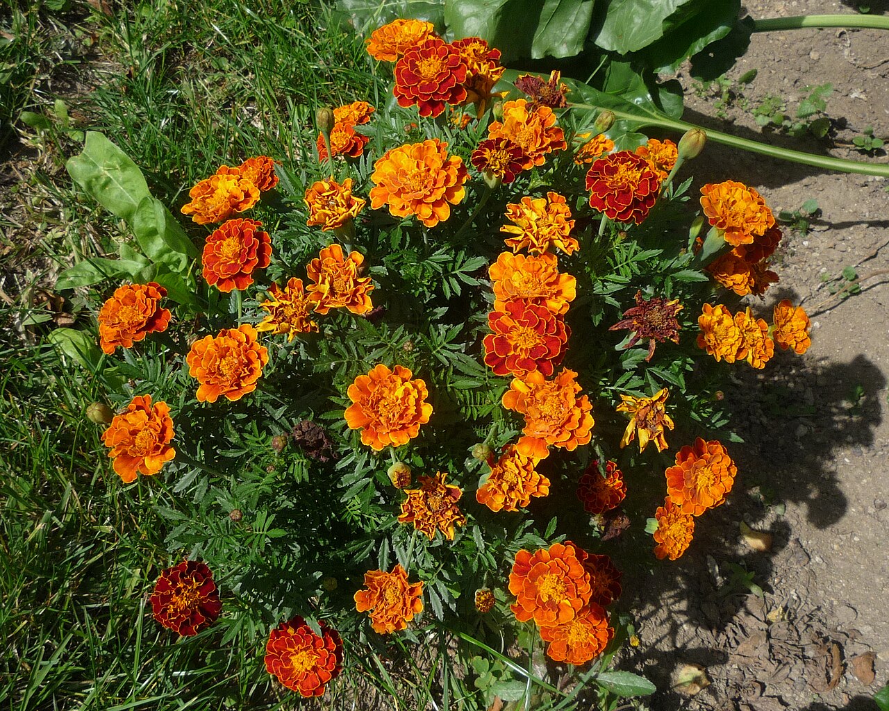 Œillet d'Inde (Tagetes) — photo botanique