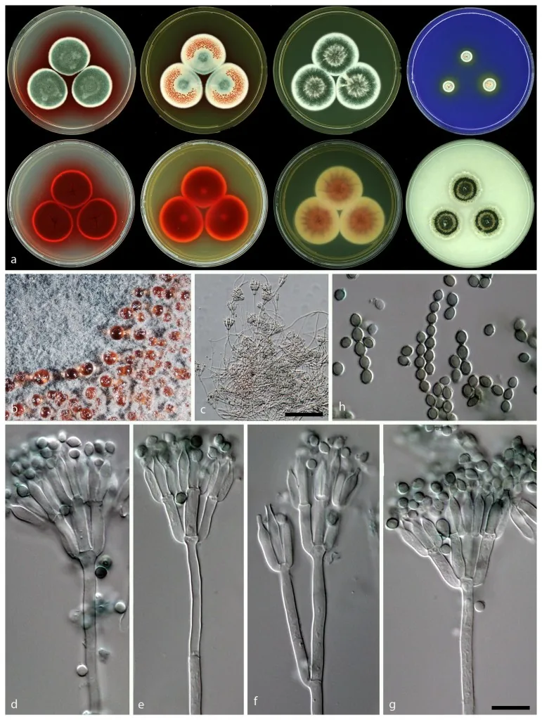 Talaromyces pseudofuniculosus (Talaromyces pseudofuniculosus) — photo mycologique